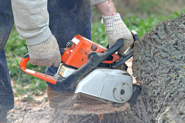 Best Hazardous Tree Removal  in Meadowbrook, AL